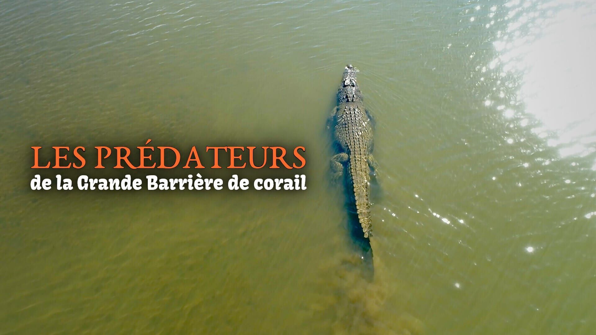 Sur les traces du crocodile de mer