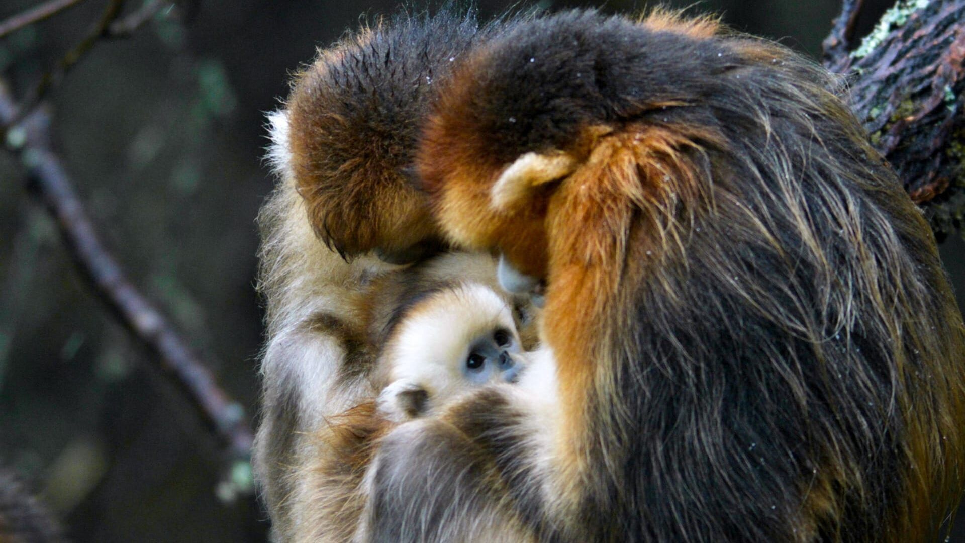 Les singes dorés du Hubei