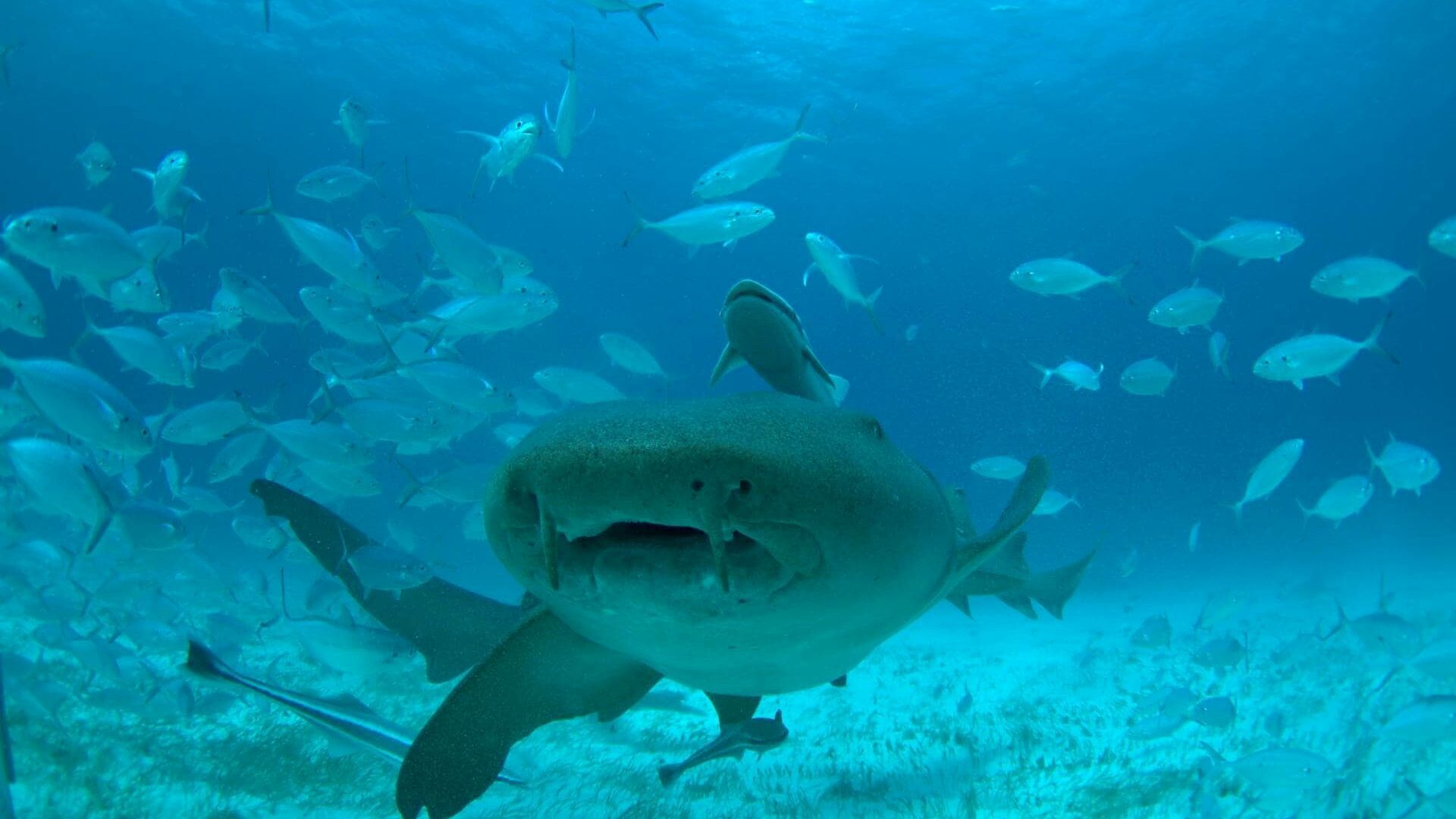 Mega requin-marteau