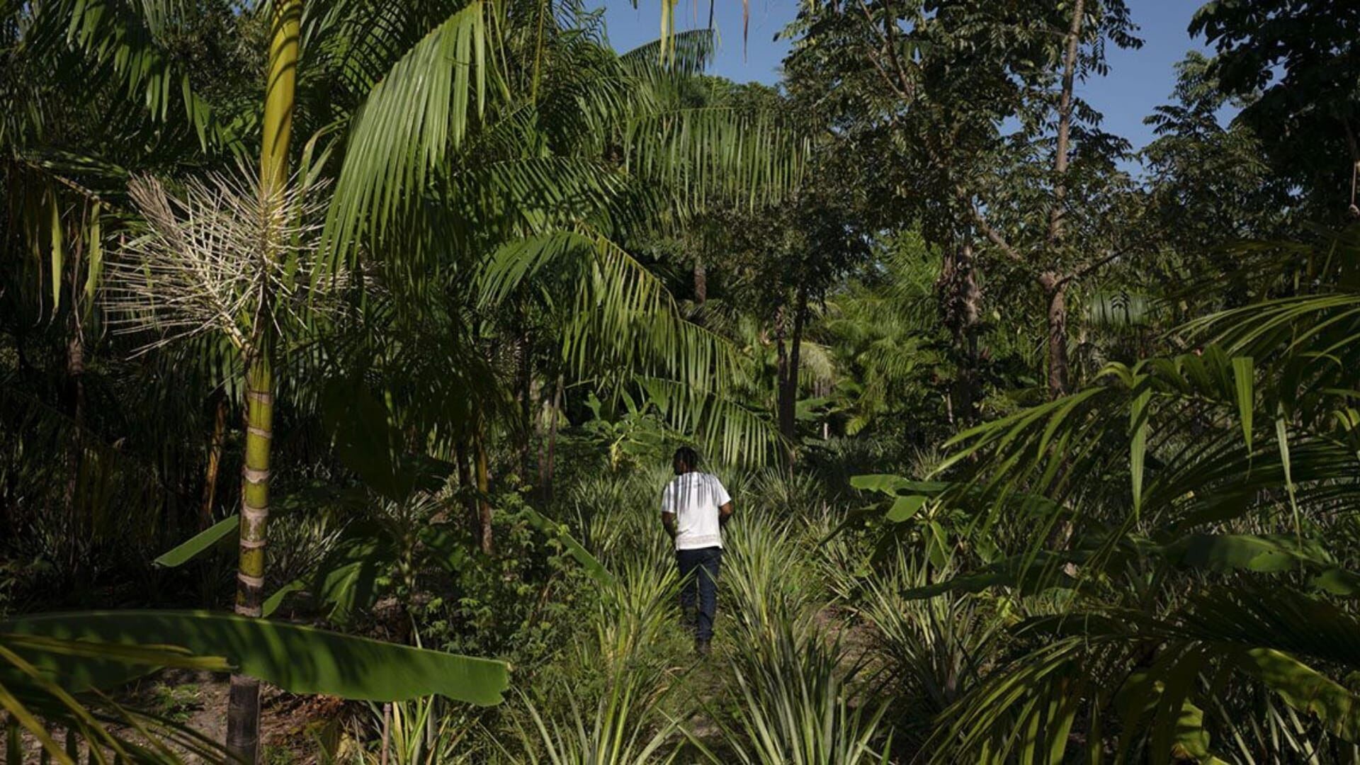 The Amazon Divide