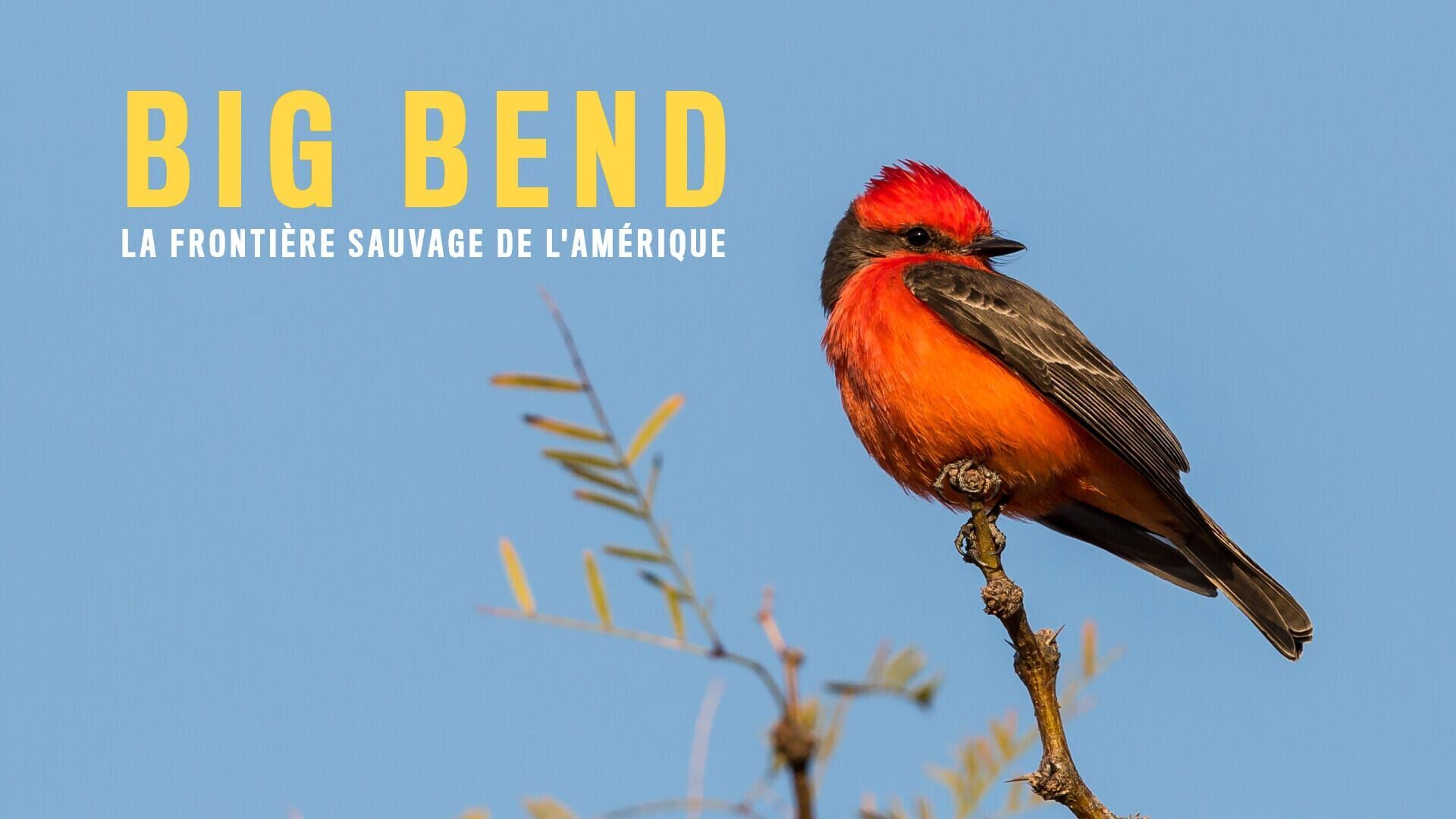 Big Bend, la frontière sauvage de l'Amérique