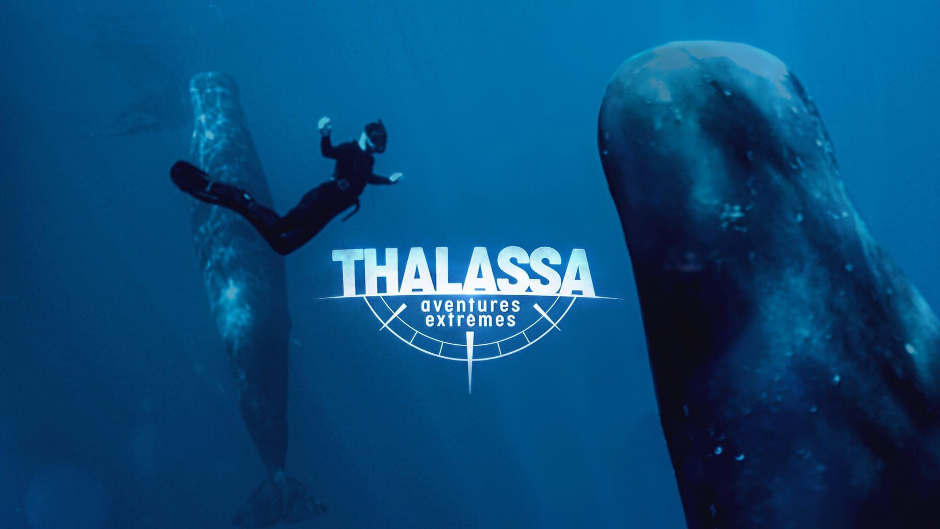 Bahamas, le royaume des requins