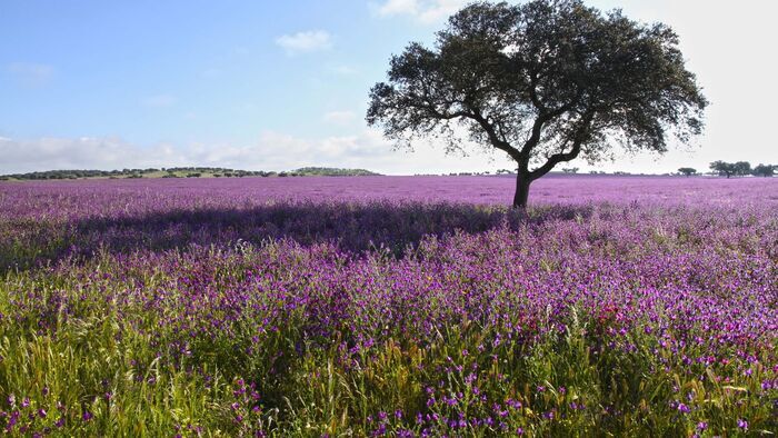 Dehesa : L'harmonie ibérique