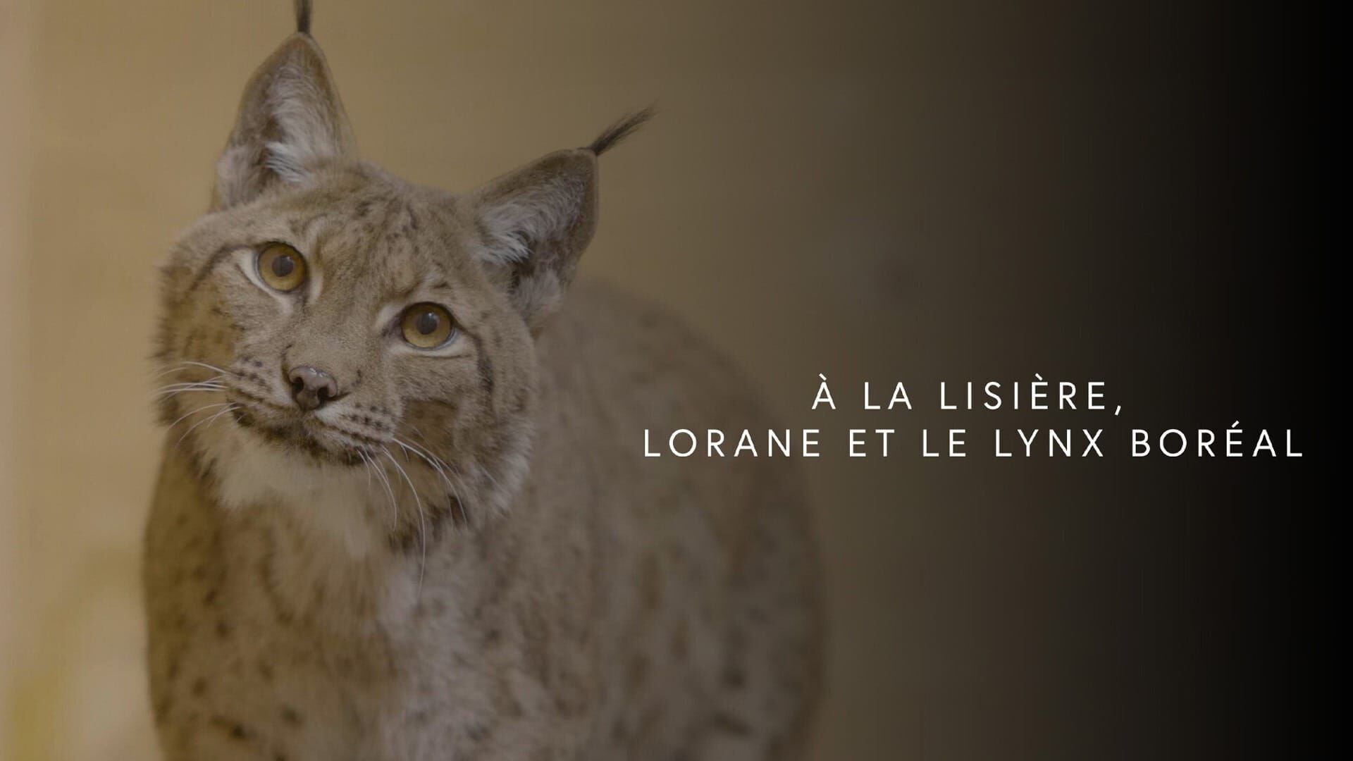 A la lisière, Lorane et le lynx boréal