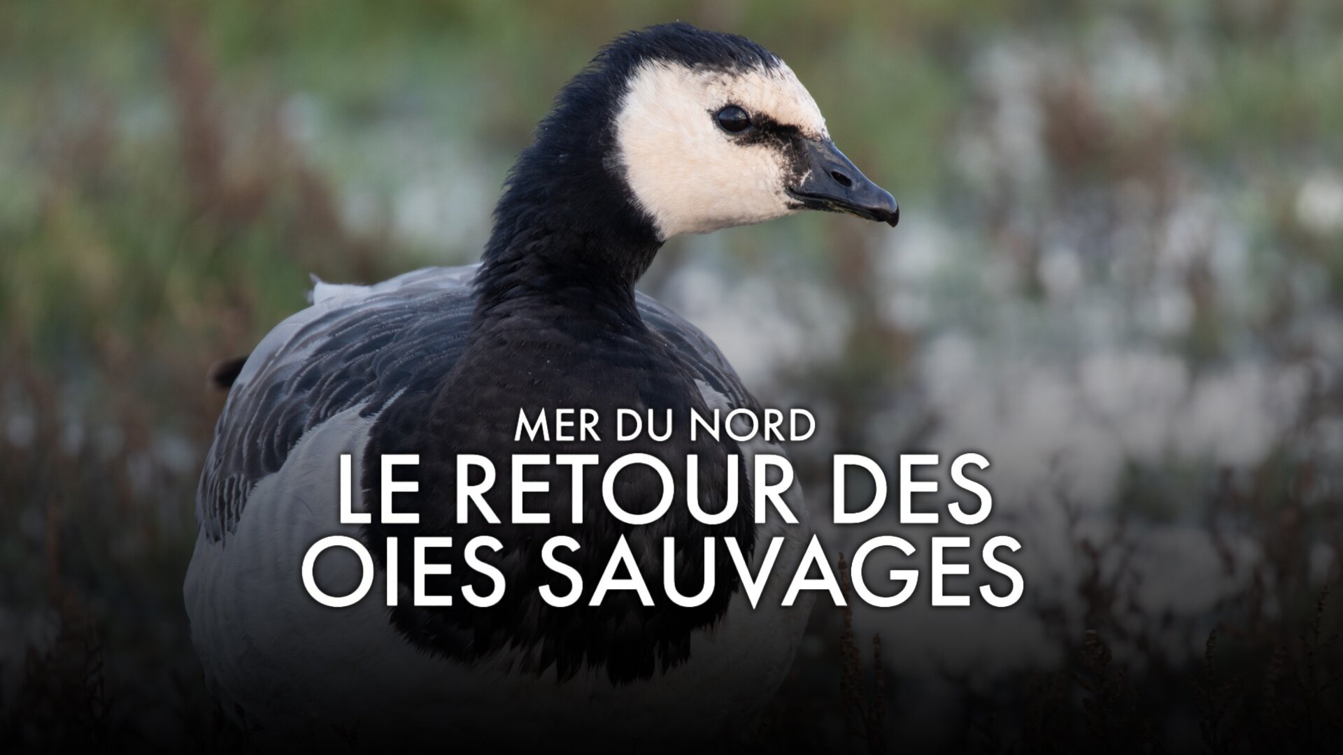 Mer du Nord, le retour des oies sauvages