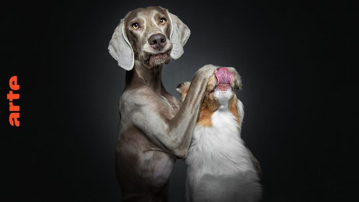 Portraits de chiens