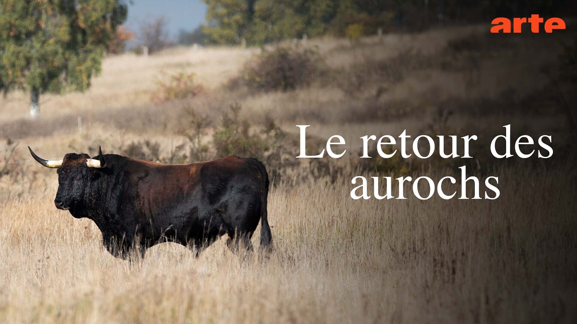 Le retour des aurochs