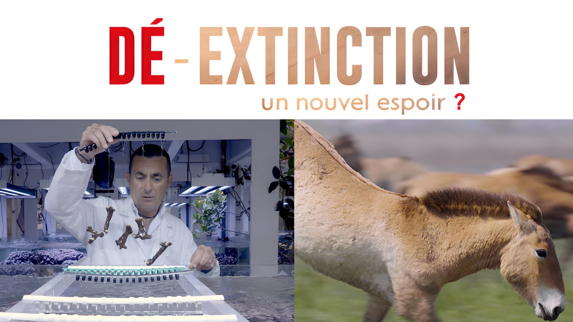 Dé-extinction, un nouvel espoir ?