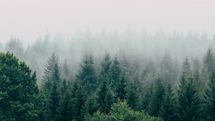 Un monde sans forêts