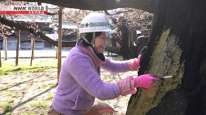Tree Surgeon: Goto Mizuho