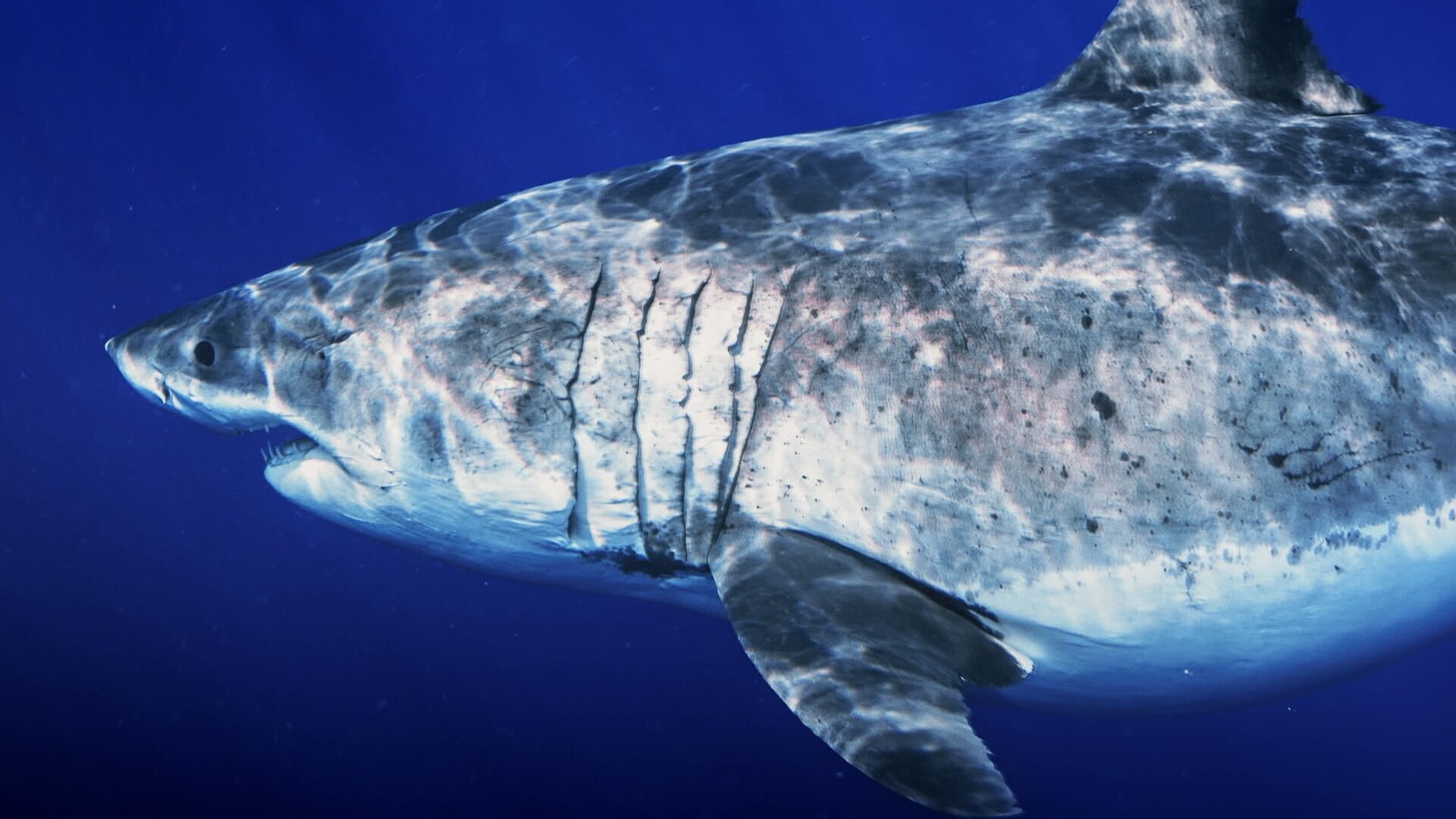 Requins stars