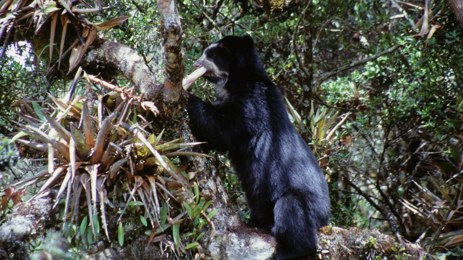 Les joyaux des Andes