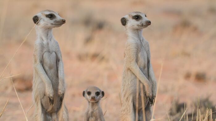 Petit suricate deviendra grand
