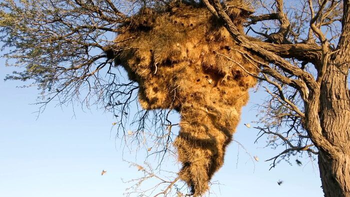 Les architectes de la nature