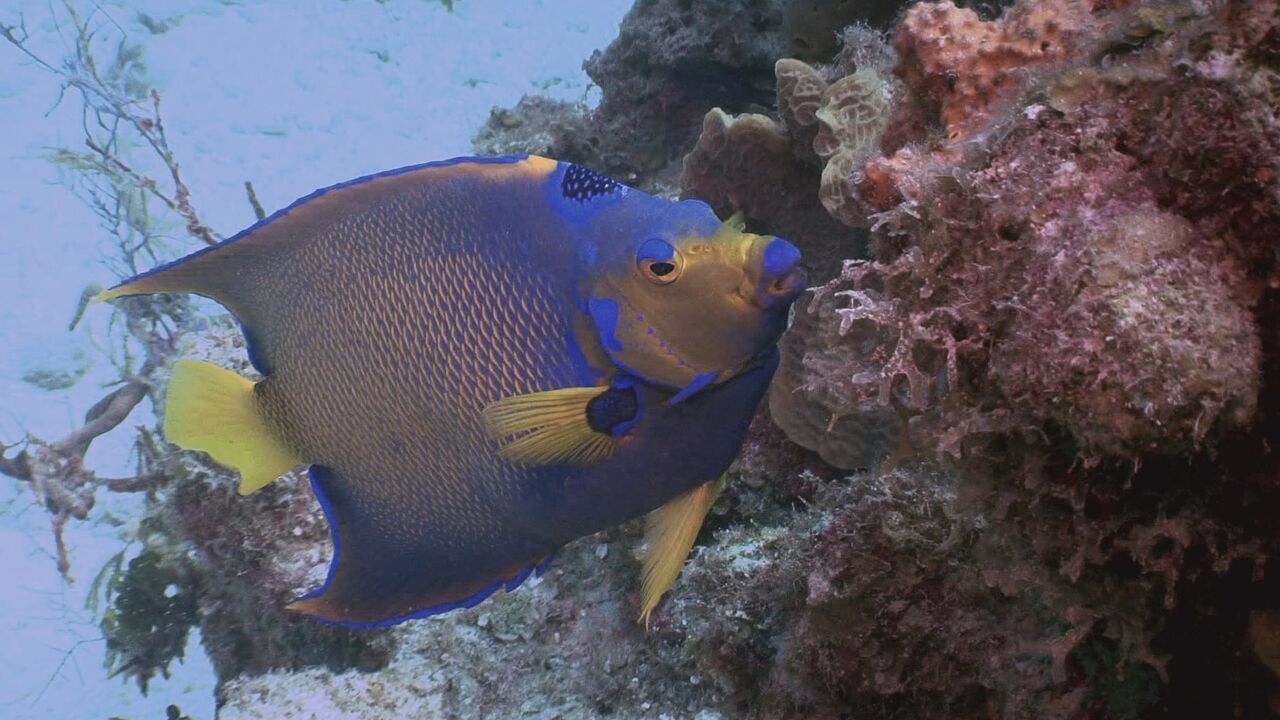 Un délicieux projet