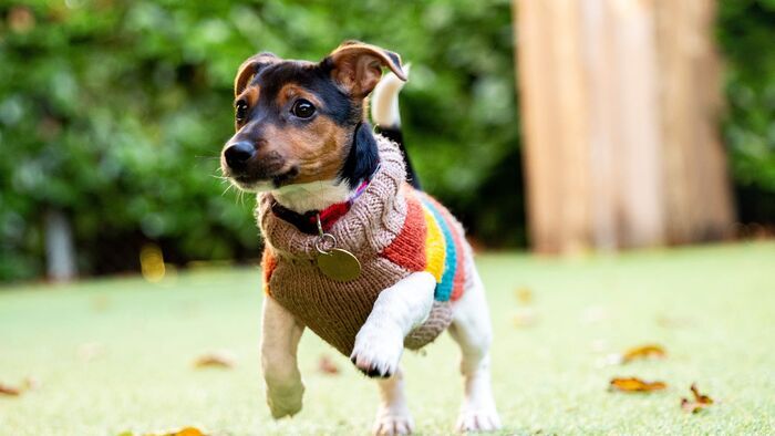 Un chien vaut mieux que deux tu l'auras