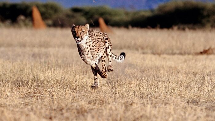 Le guépard