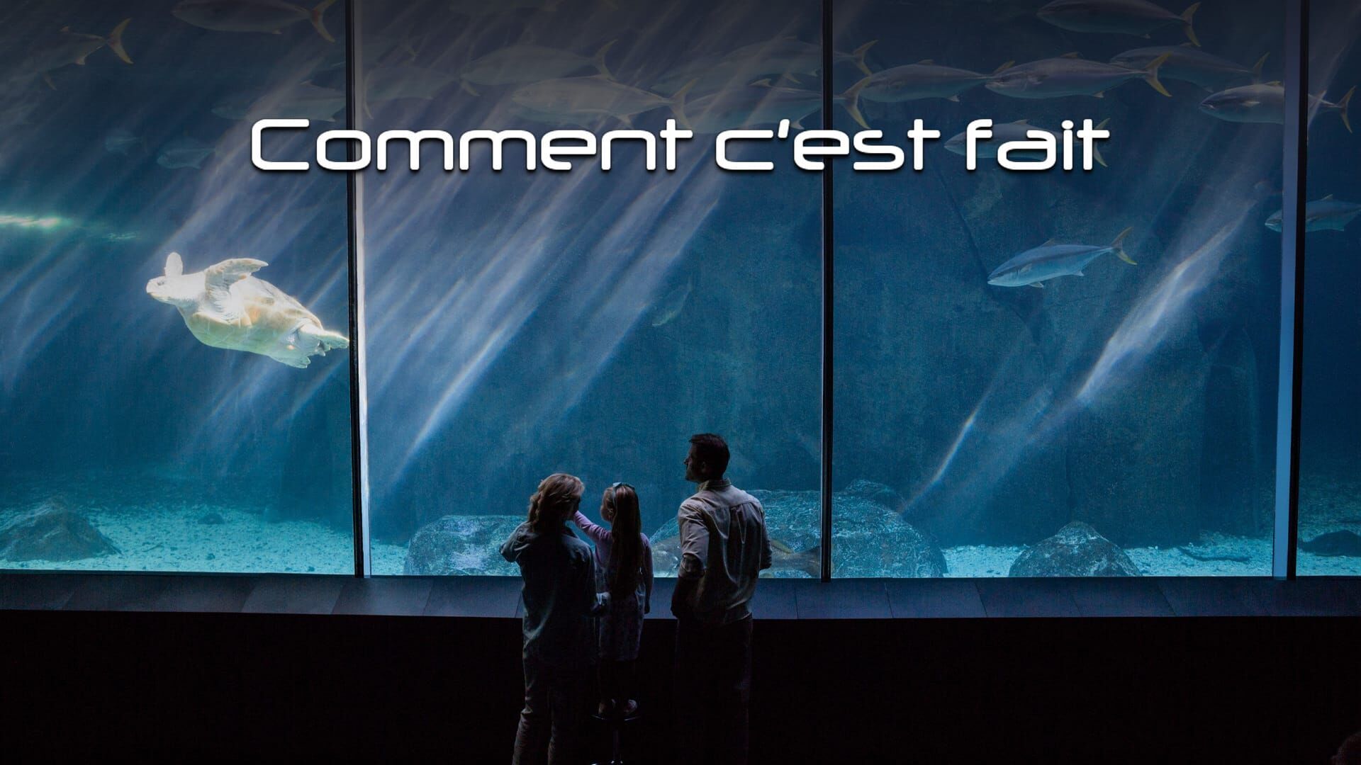 Abat-jours en cuir / Cookies aux pépites de chocolat / IRM