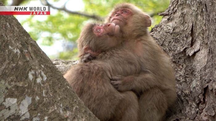 A Monkey's Tale - Japanese Macaque