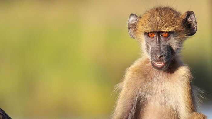 Lycaons, babouins, grysbok