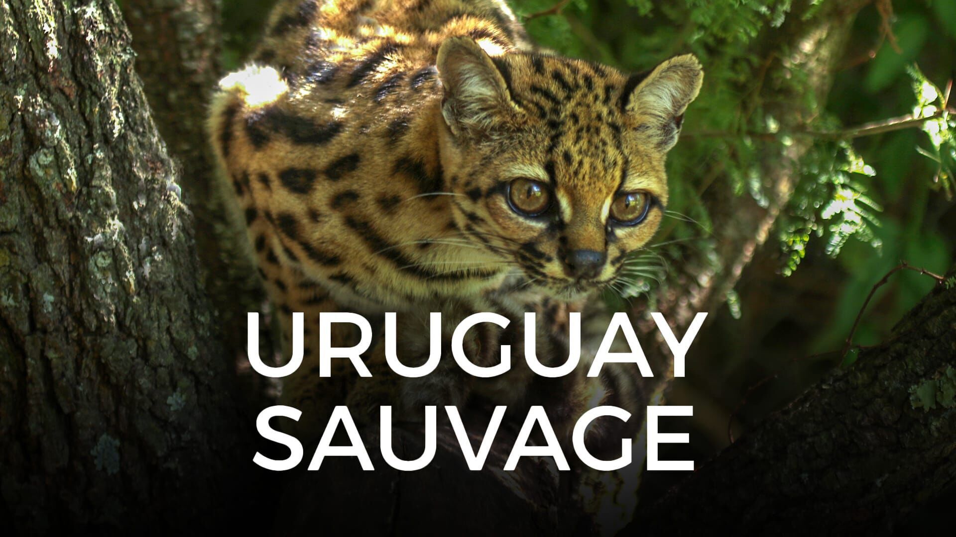 Uruguay sauvage