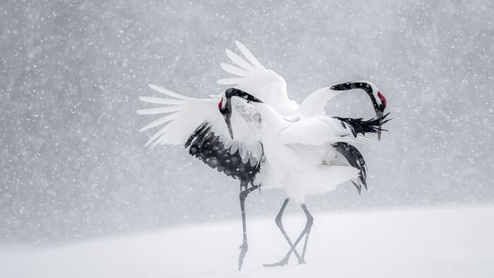 Vincent Munier, éternel émerveillé