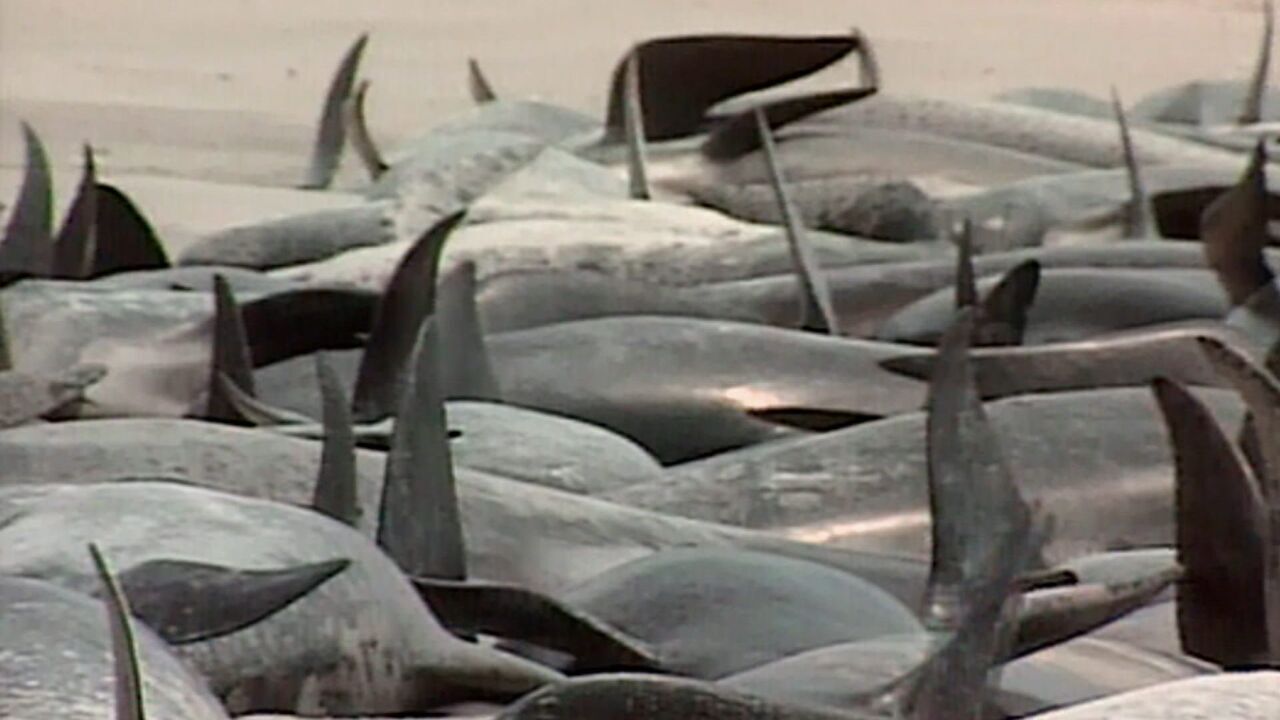 Les monstres des mers