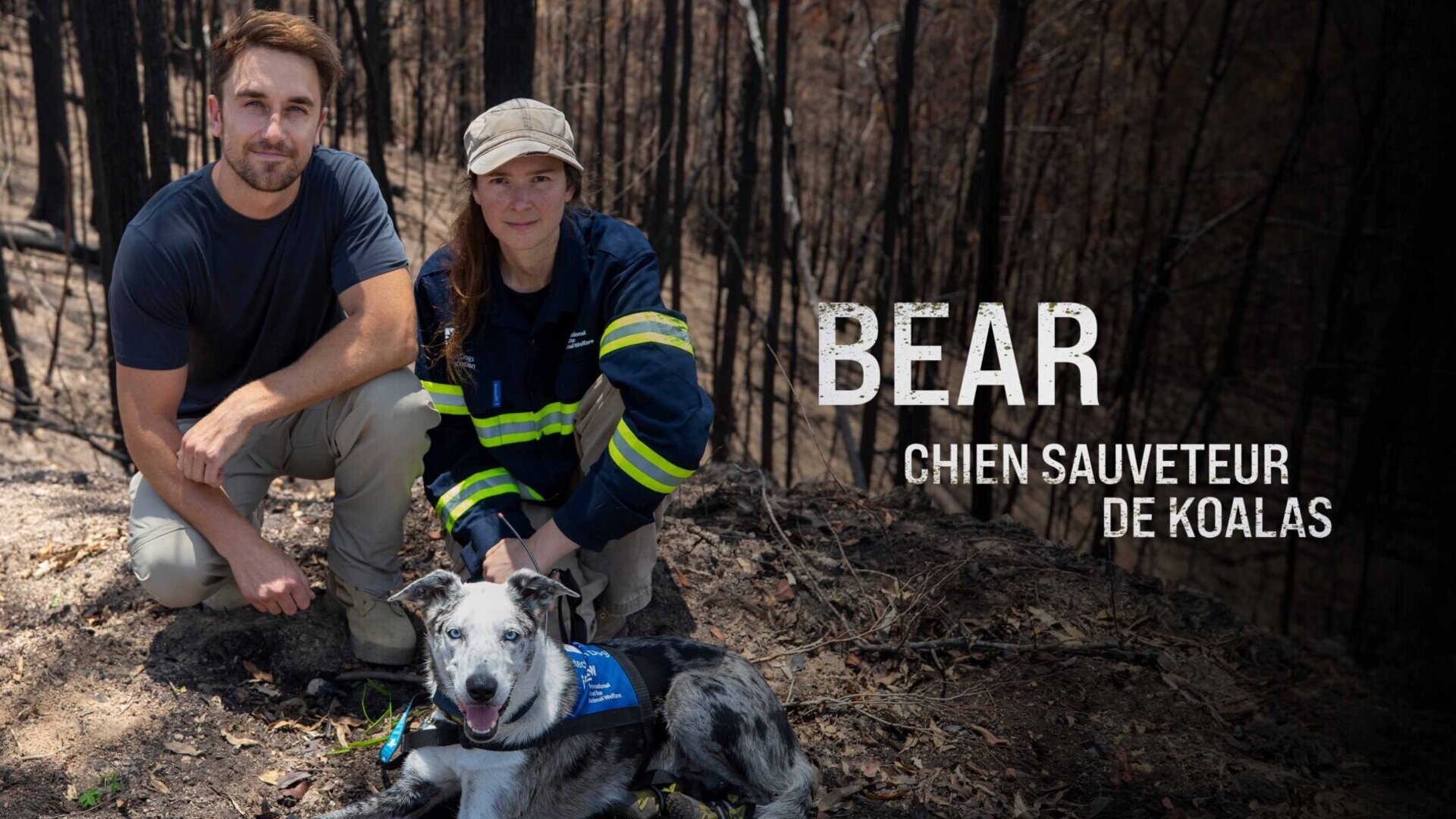 Bear, chien sauveur de koalas
