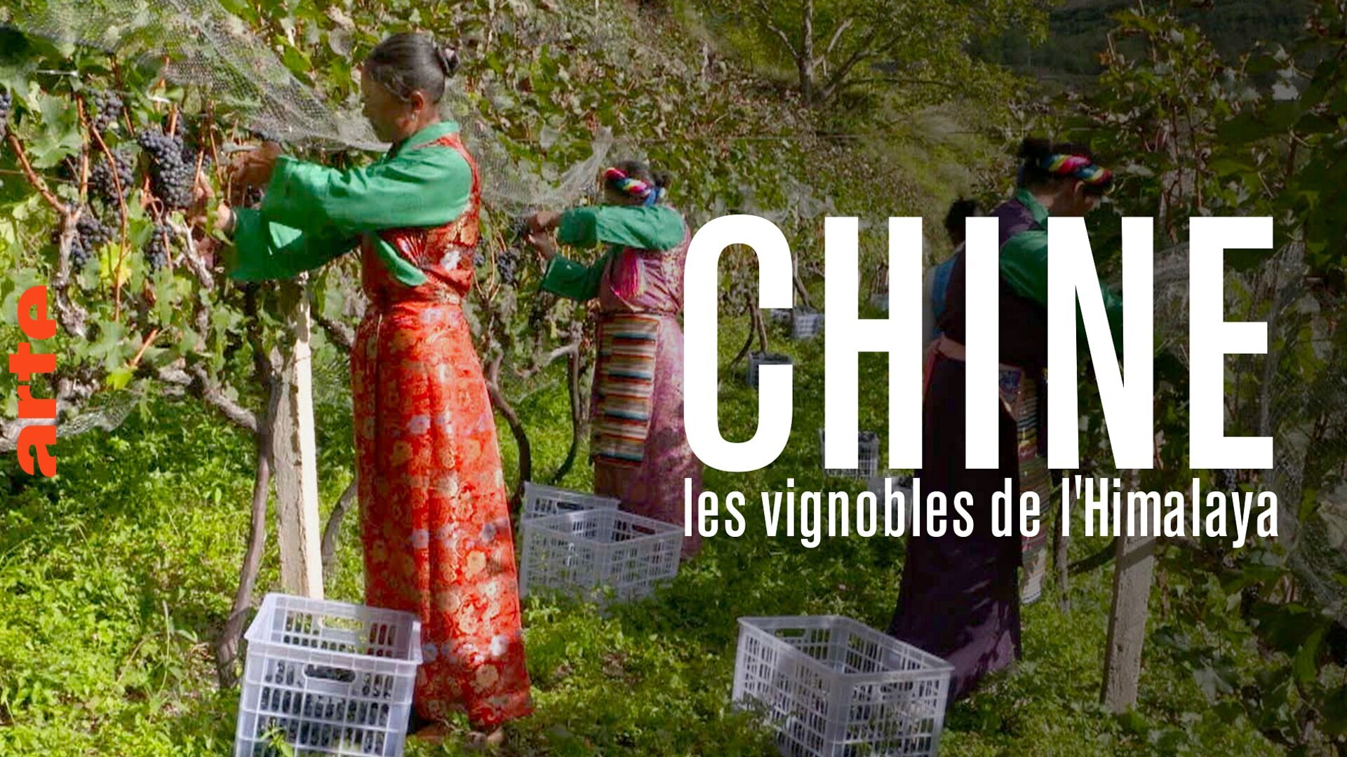 Chine : les vignobles de l'Himalaya