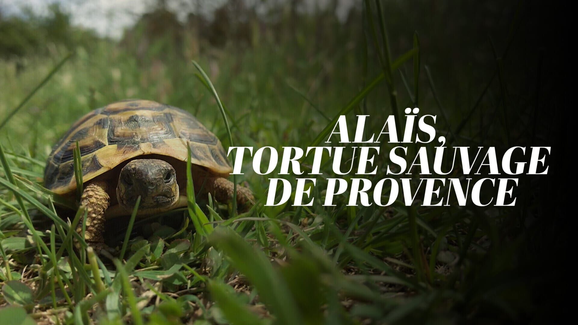 Alaïs, tortue sauvage de Provence