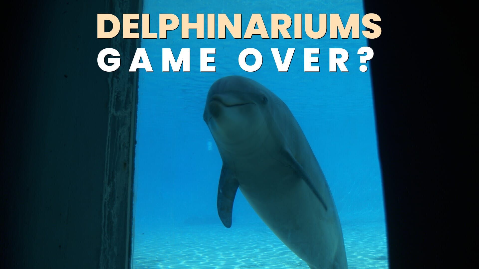Delphinariums : game over ?
