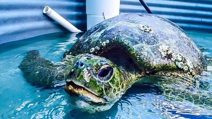 Tortues de mer en danger