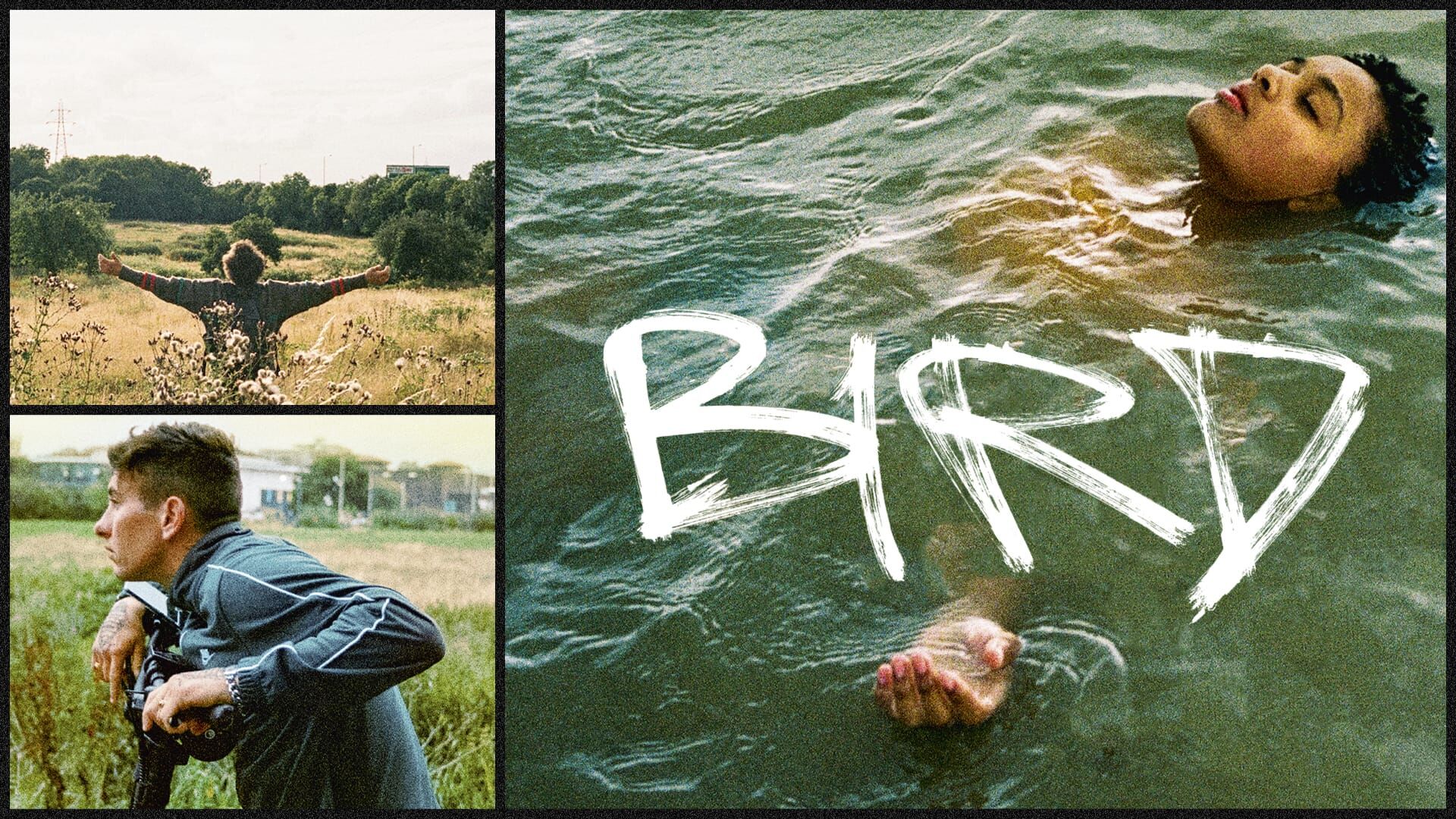 Bird