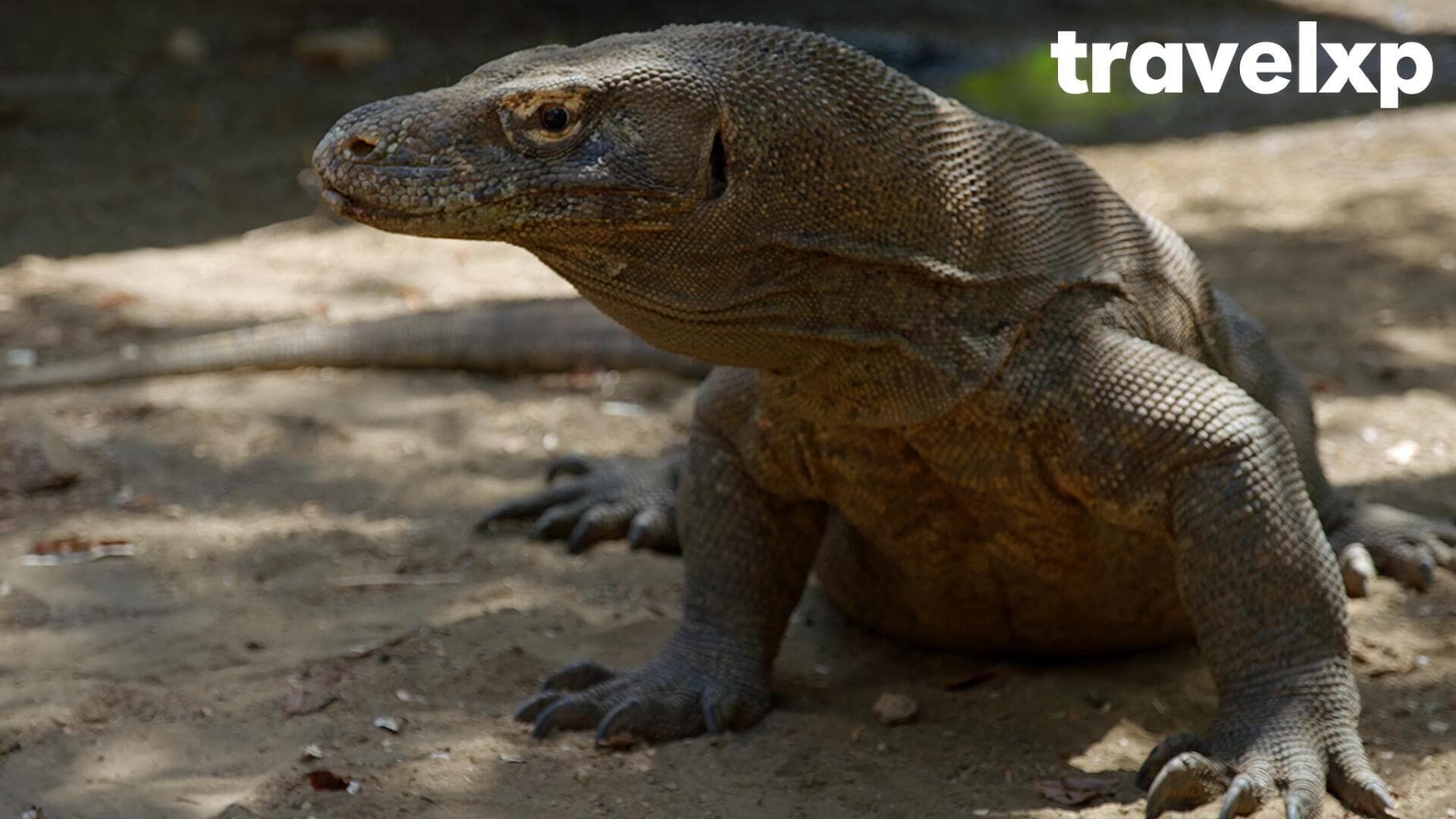 Mt. Bromo & Komodo National Park, Indonesia