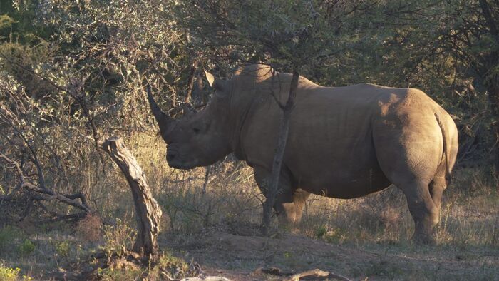 Eléphants et rhinocéros : une cohabitation complexe