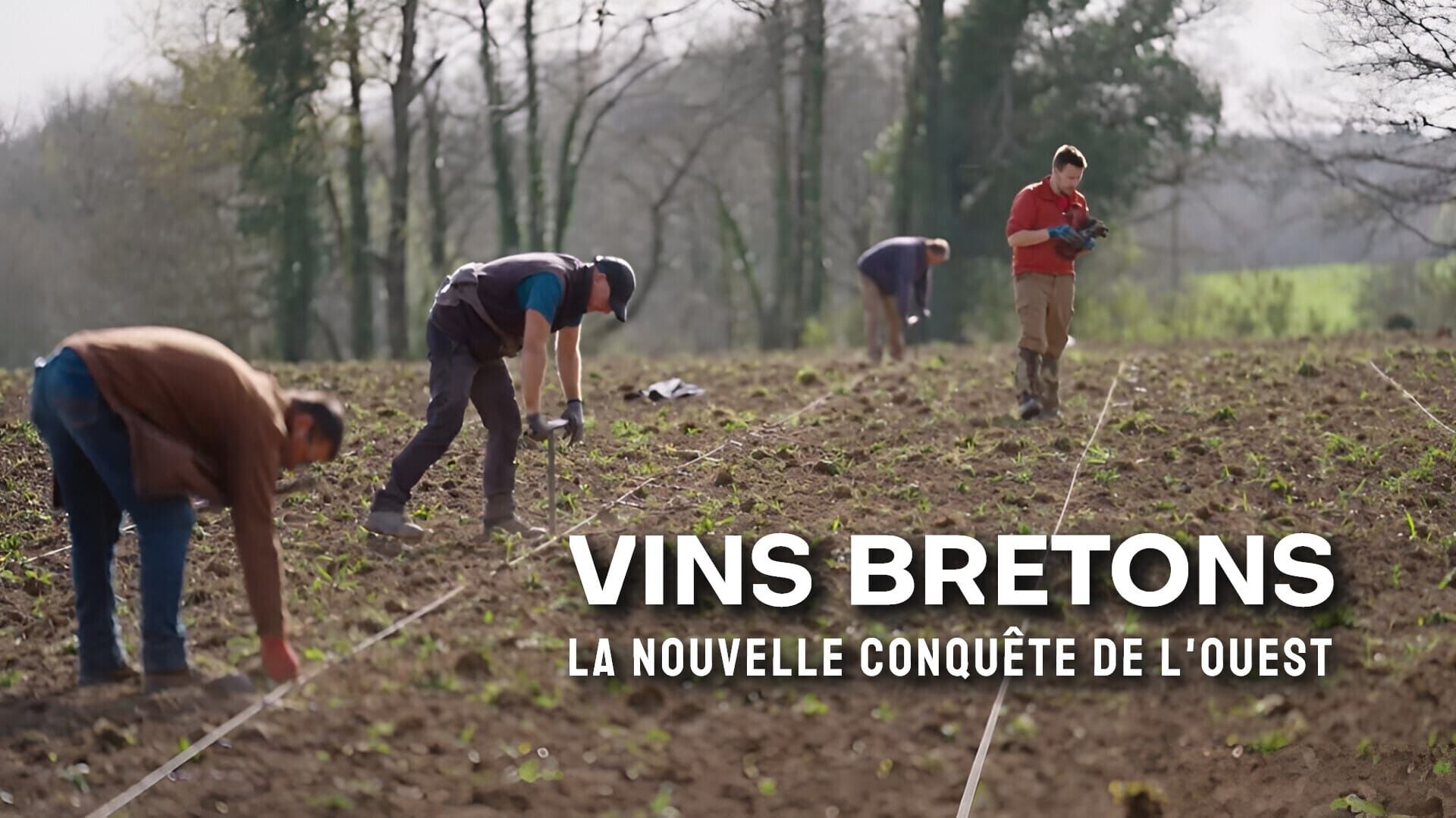Vins bretons, la nouvelle conquête de l'ouest