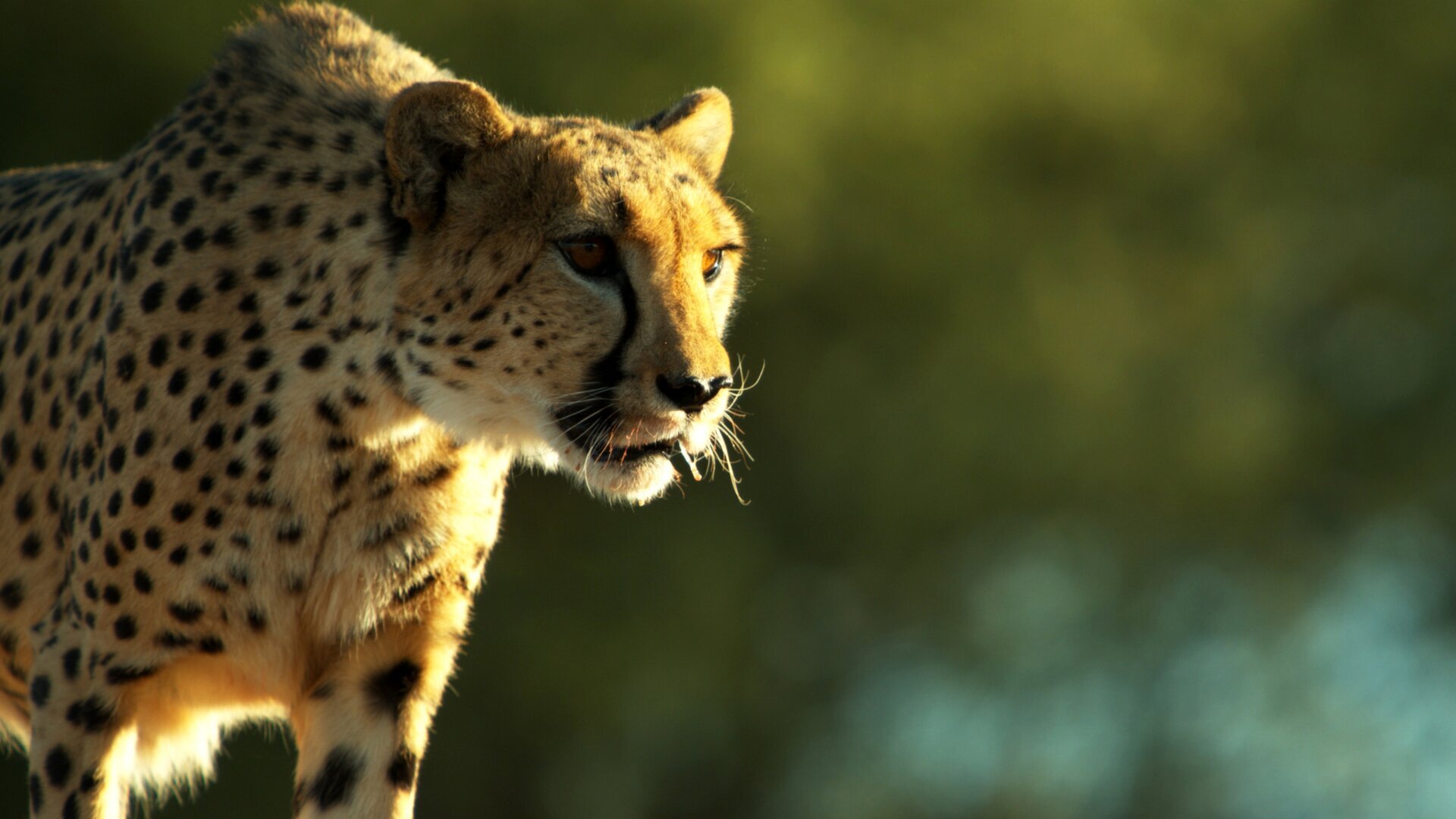 Le souffle du guépard