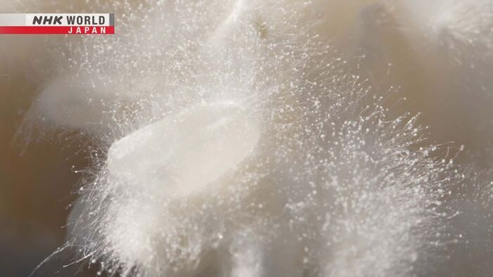 Koji, the Magic Mold