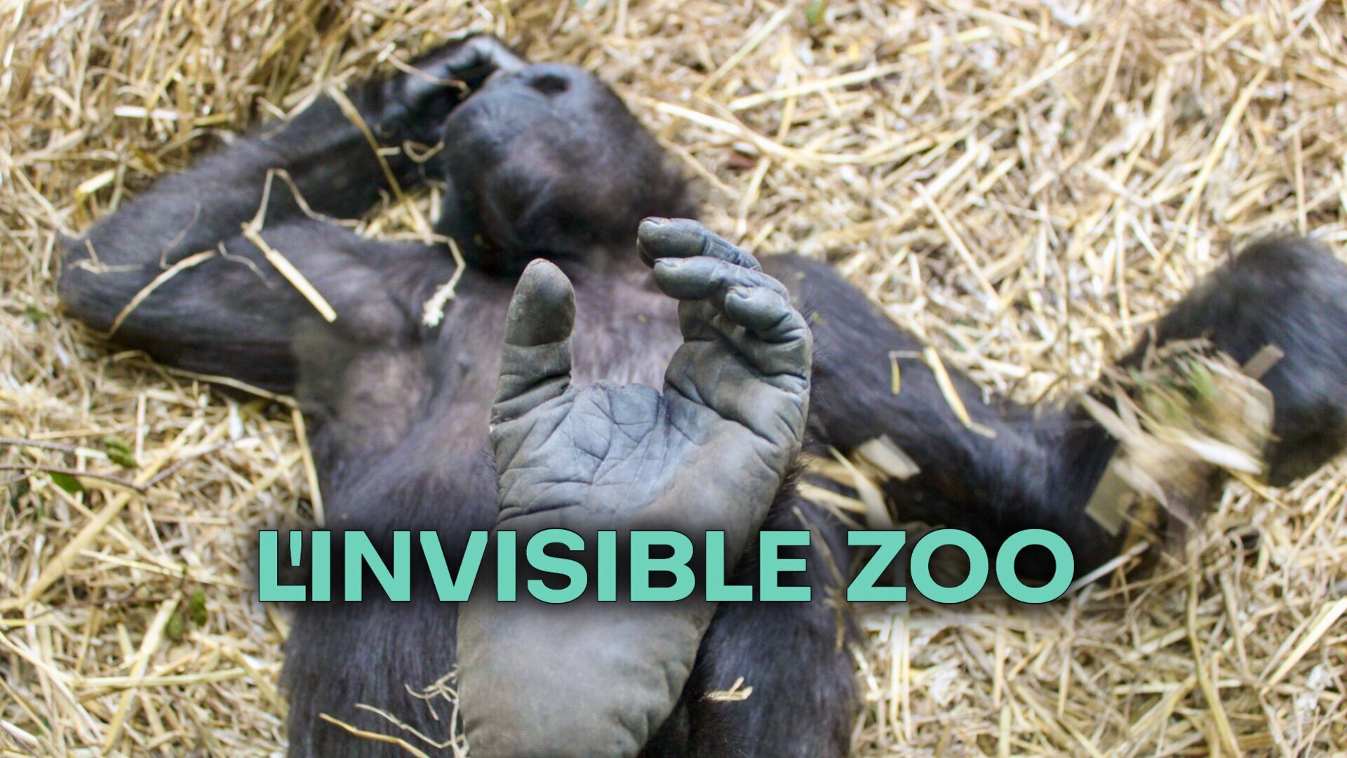 L'invisible zoo