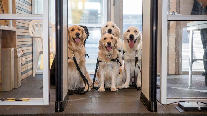 L'école des chiots