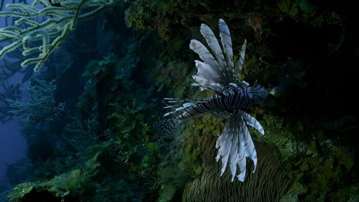 Le poisson lion