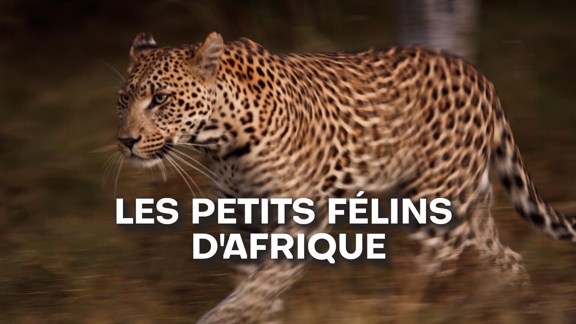 Les petits félins d'Afrique