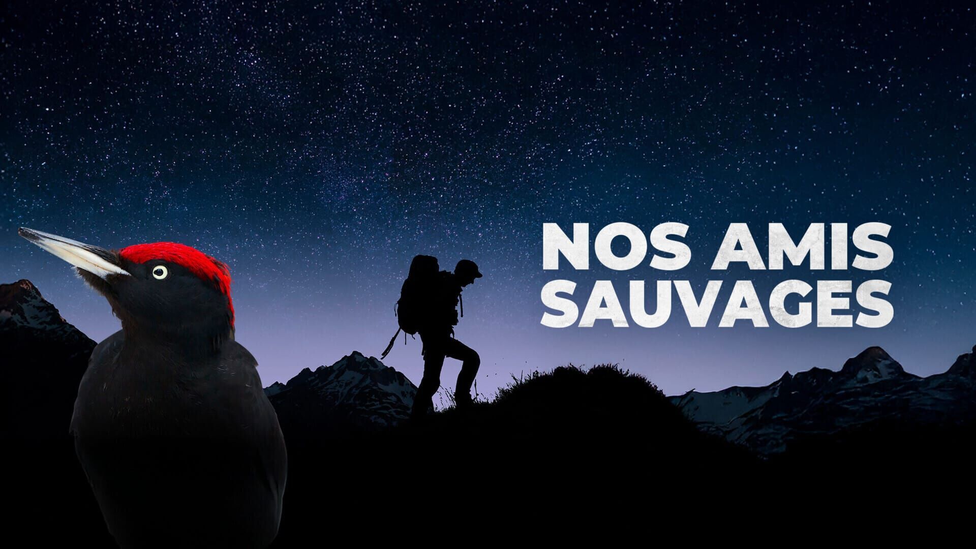 Cigogne, éternelle voyageuse