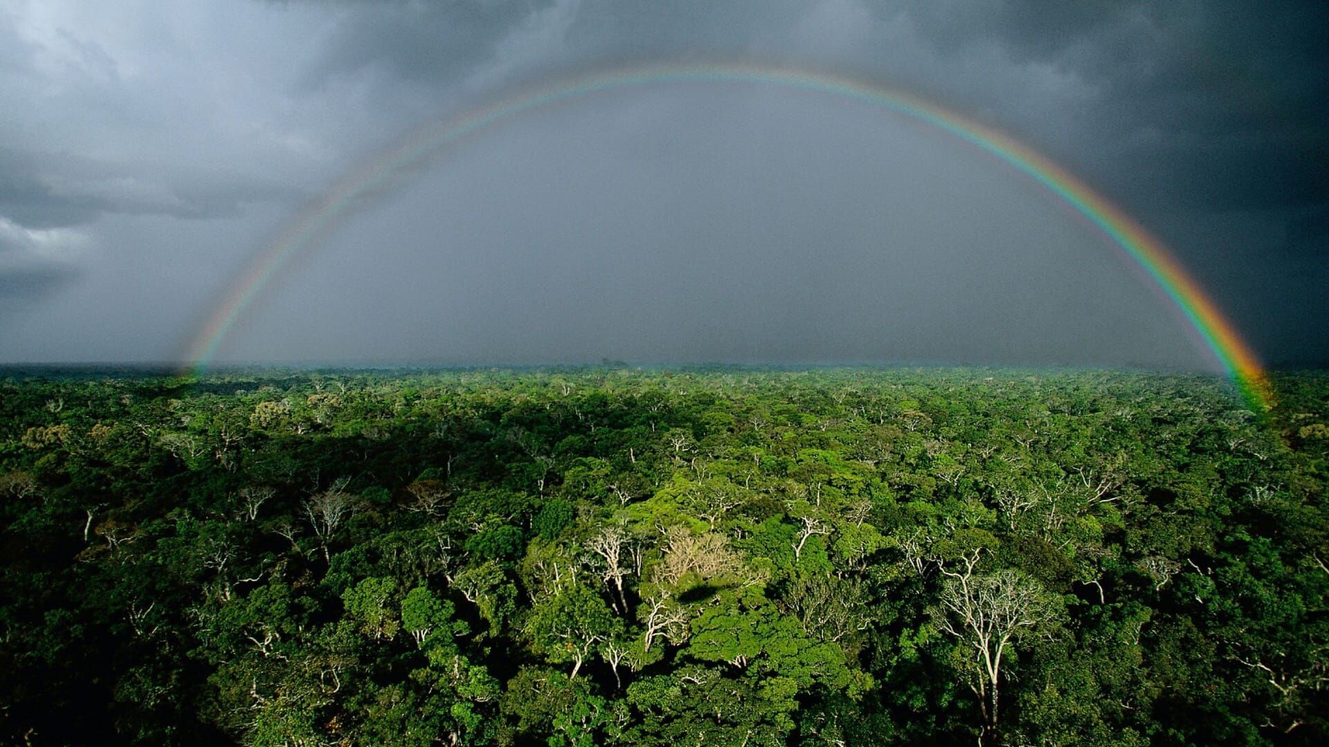 L'appel de la forêt