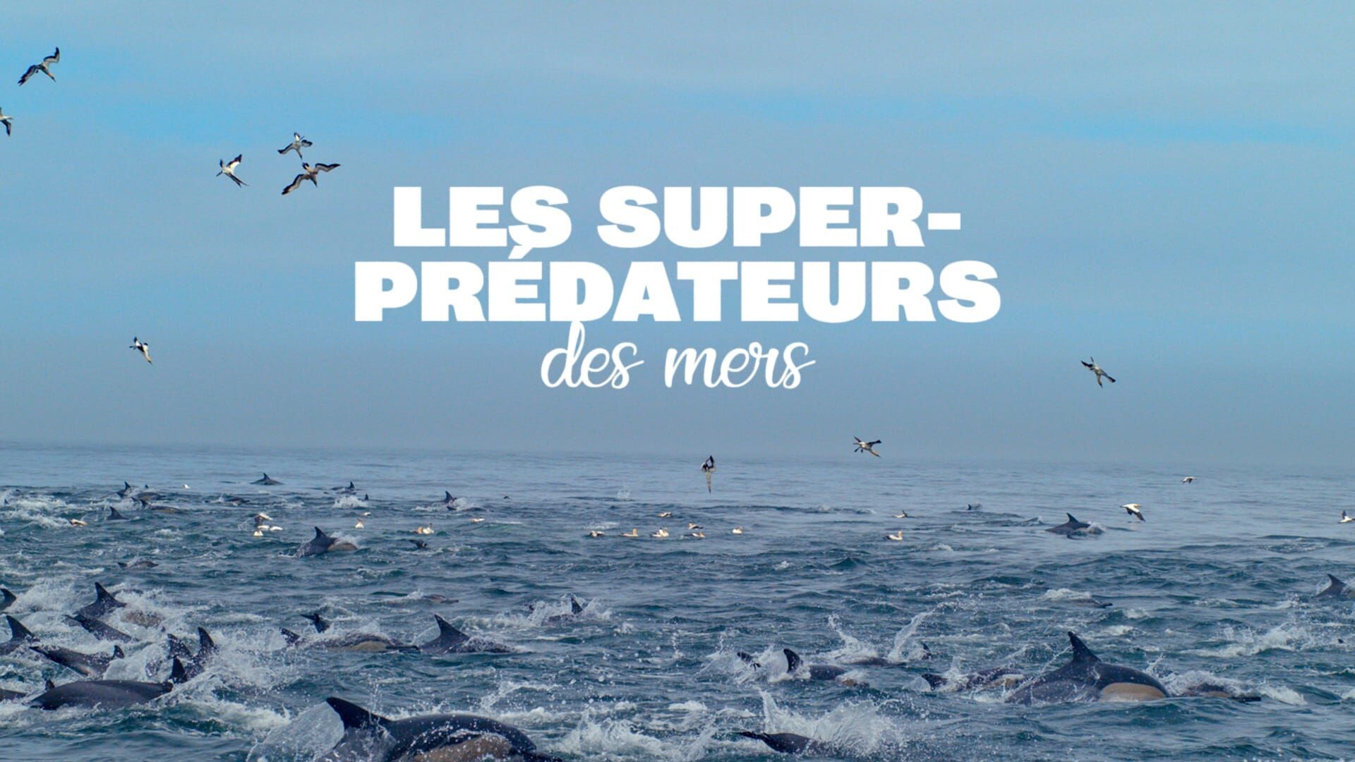 Les super-prédateurs des mers