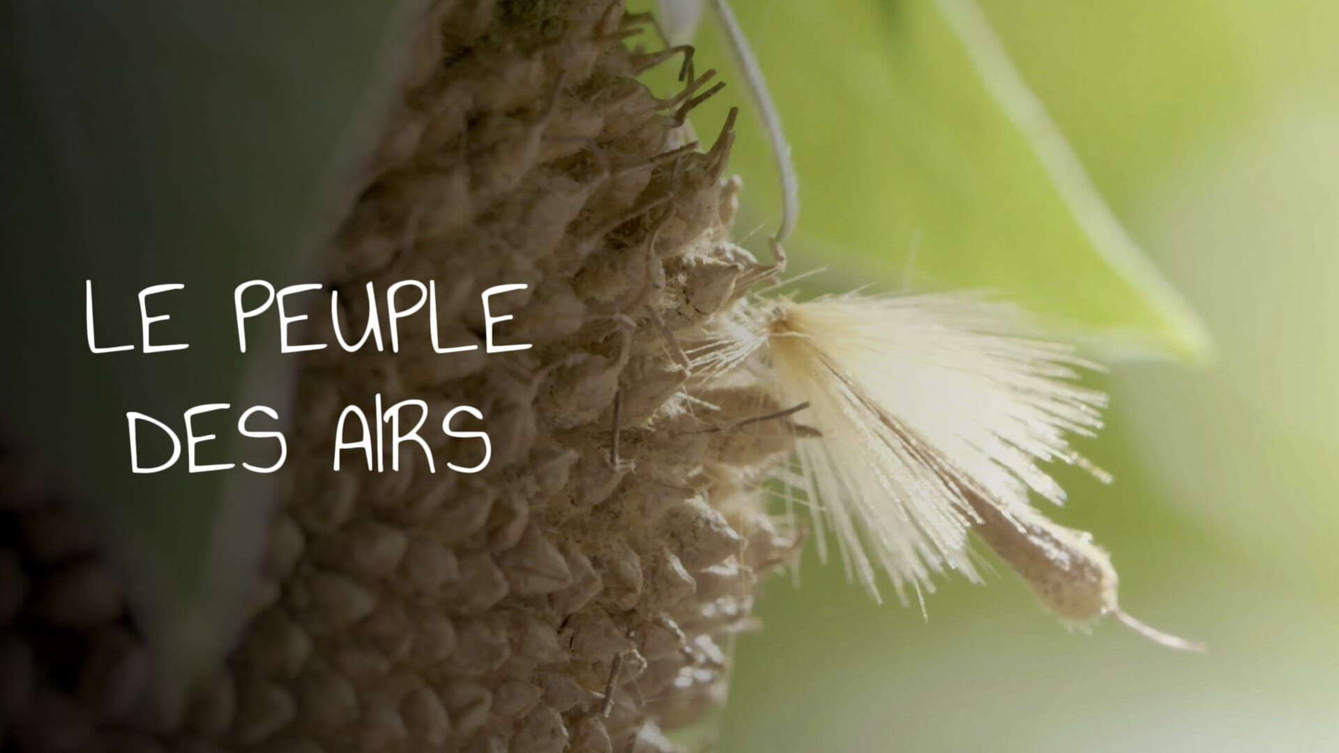 Le peuple des airs