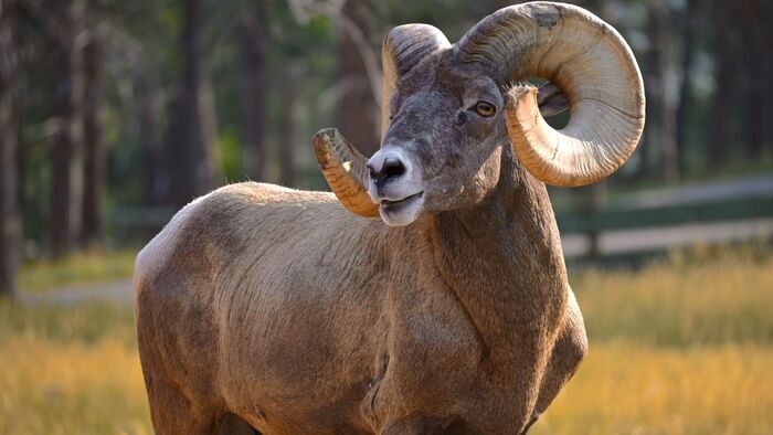 Chasse au mouflon de Stone en solitaire