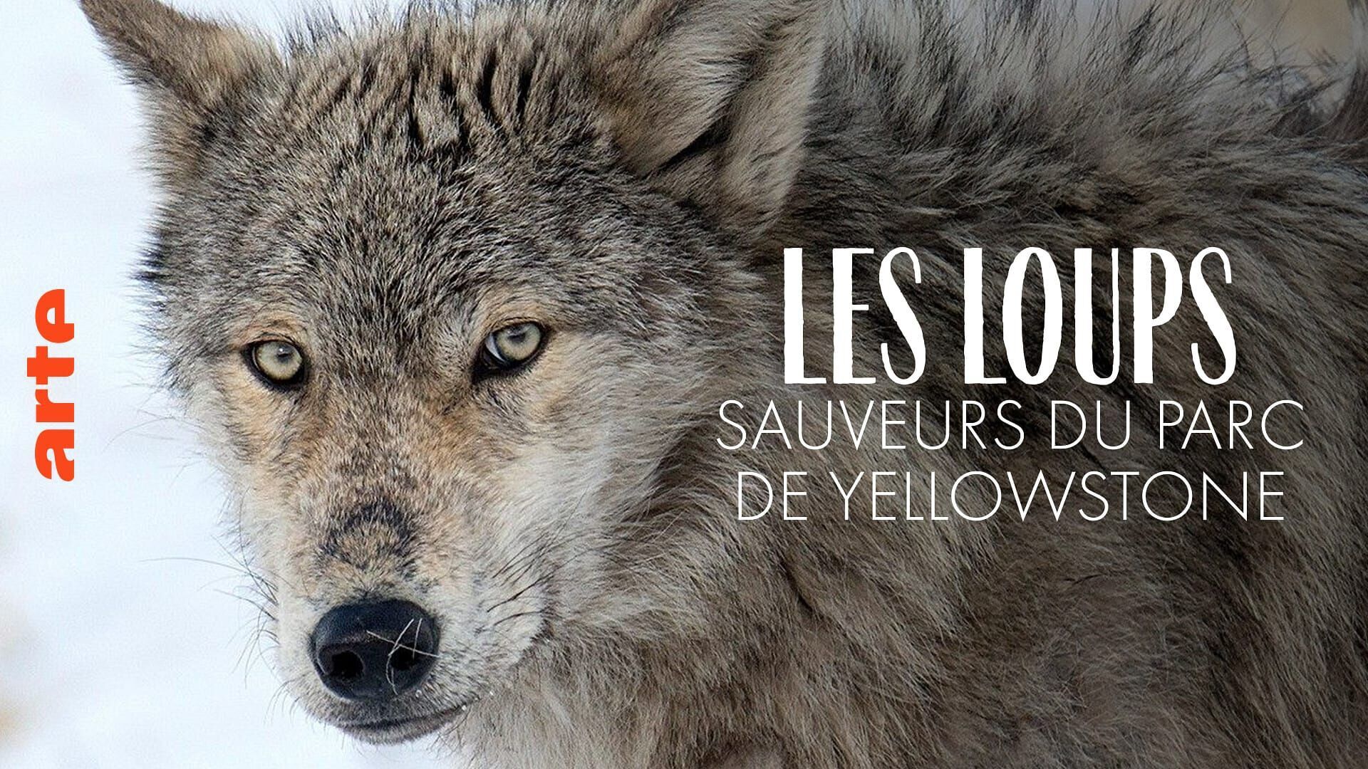 Les loups, sauveurs du parc de Yellowstone
