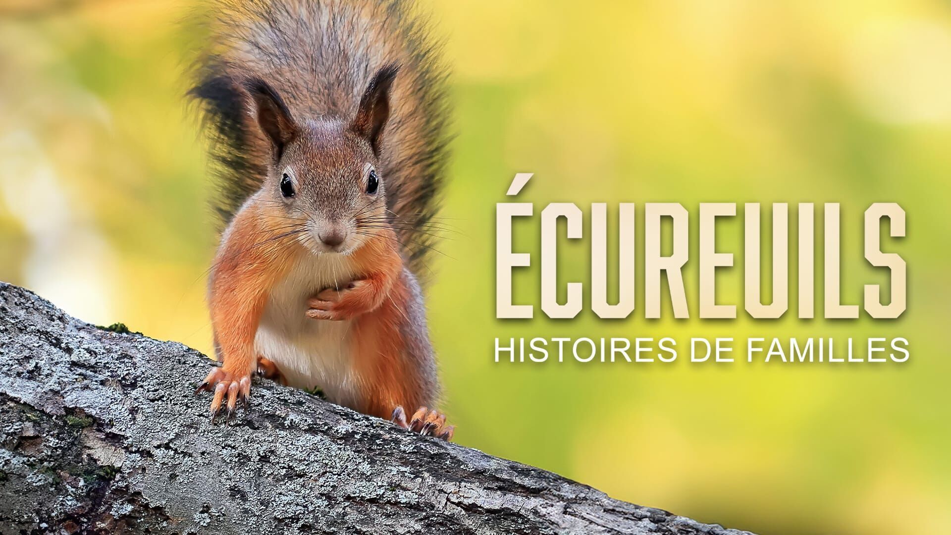 Ecureuils, histoires de famille