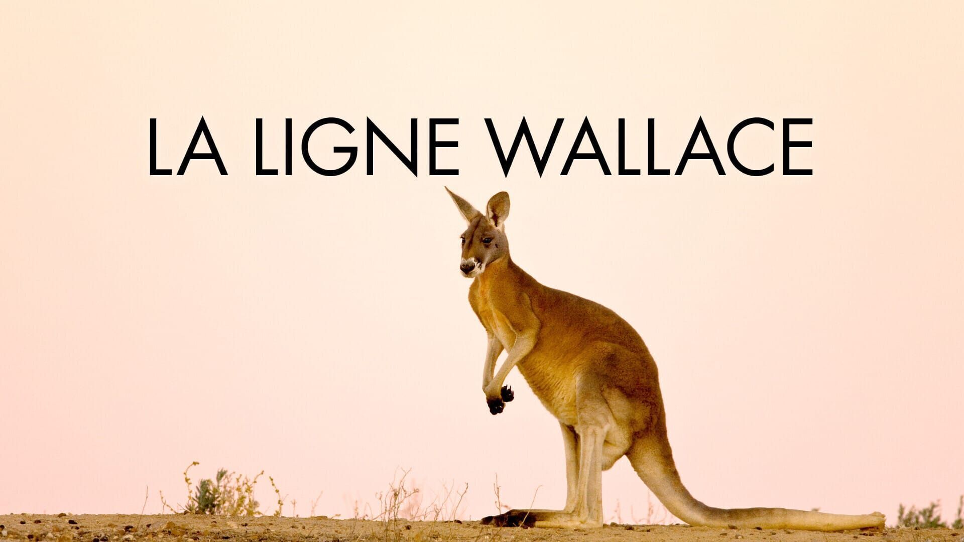 Une frontière entre l'Asie et l'Australie